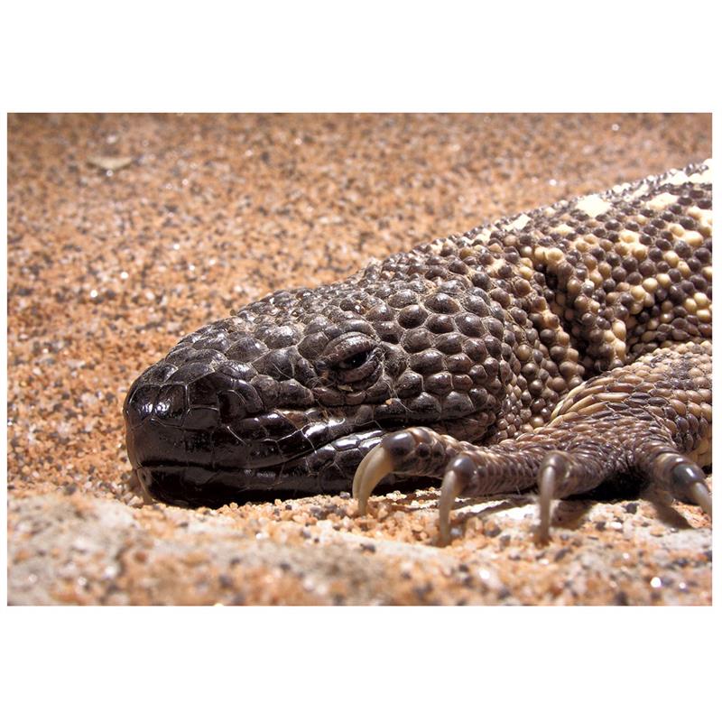 Soparla mexicana cu margele - imagine 4